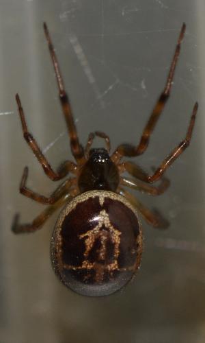 Steatoda nobilis